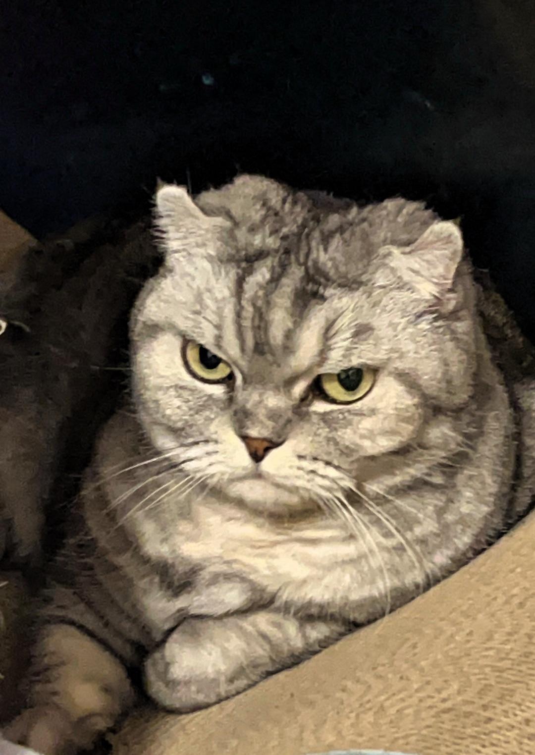 可爱的猫咪图片分享一下