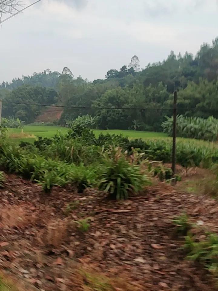 上周回乡下帮外婆收油菜，随手举手机按了几张田间的照片，后来翻相册才发现比我特意去
