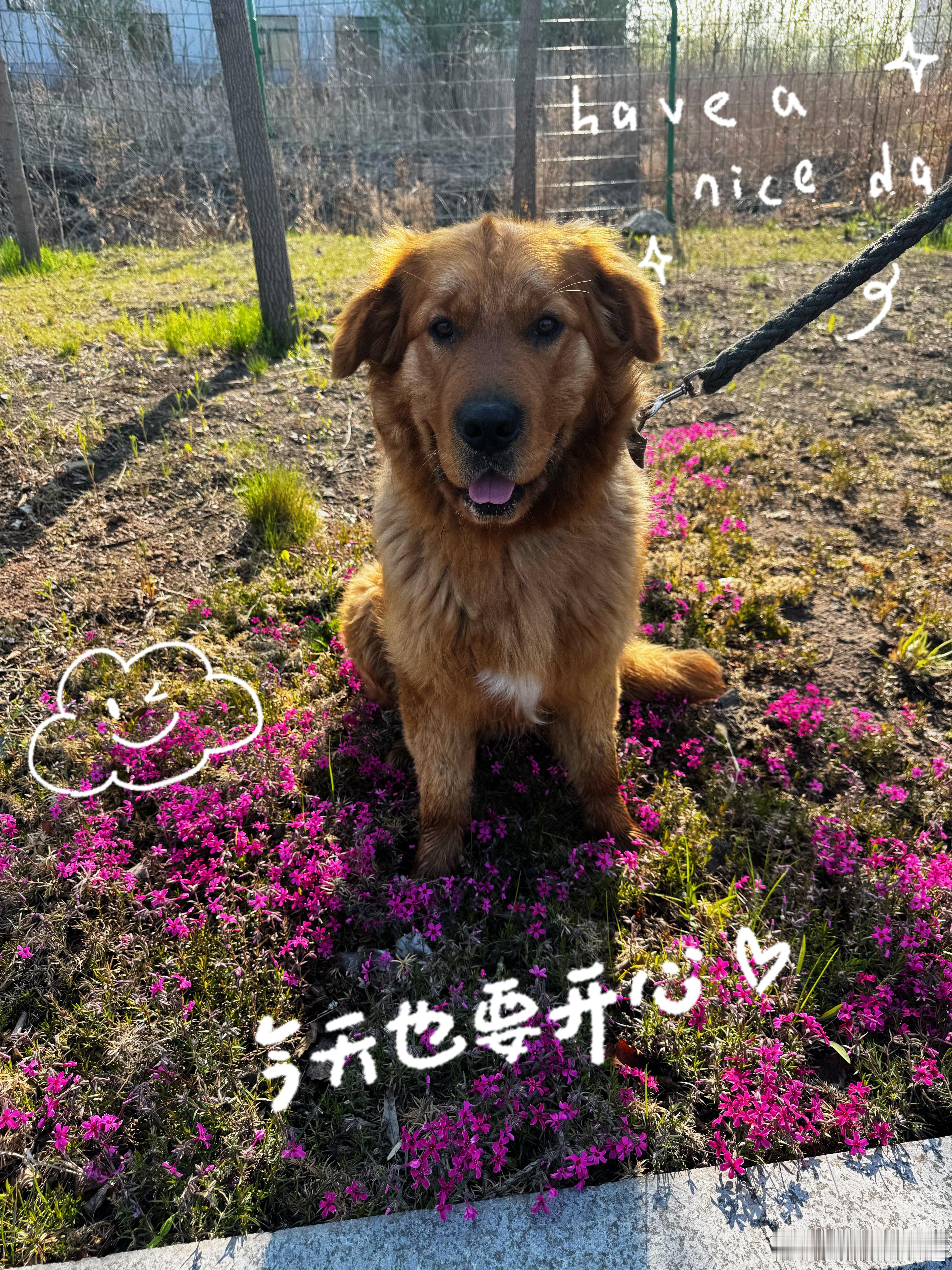 遛狗Day[微风]今天也要开心 ​​​