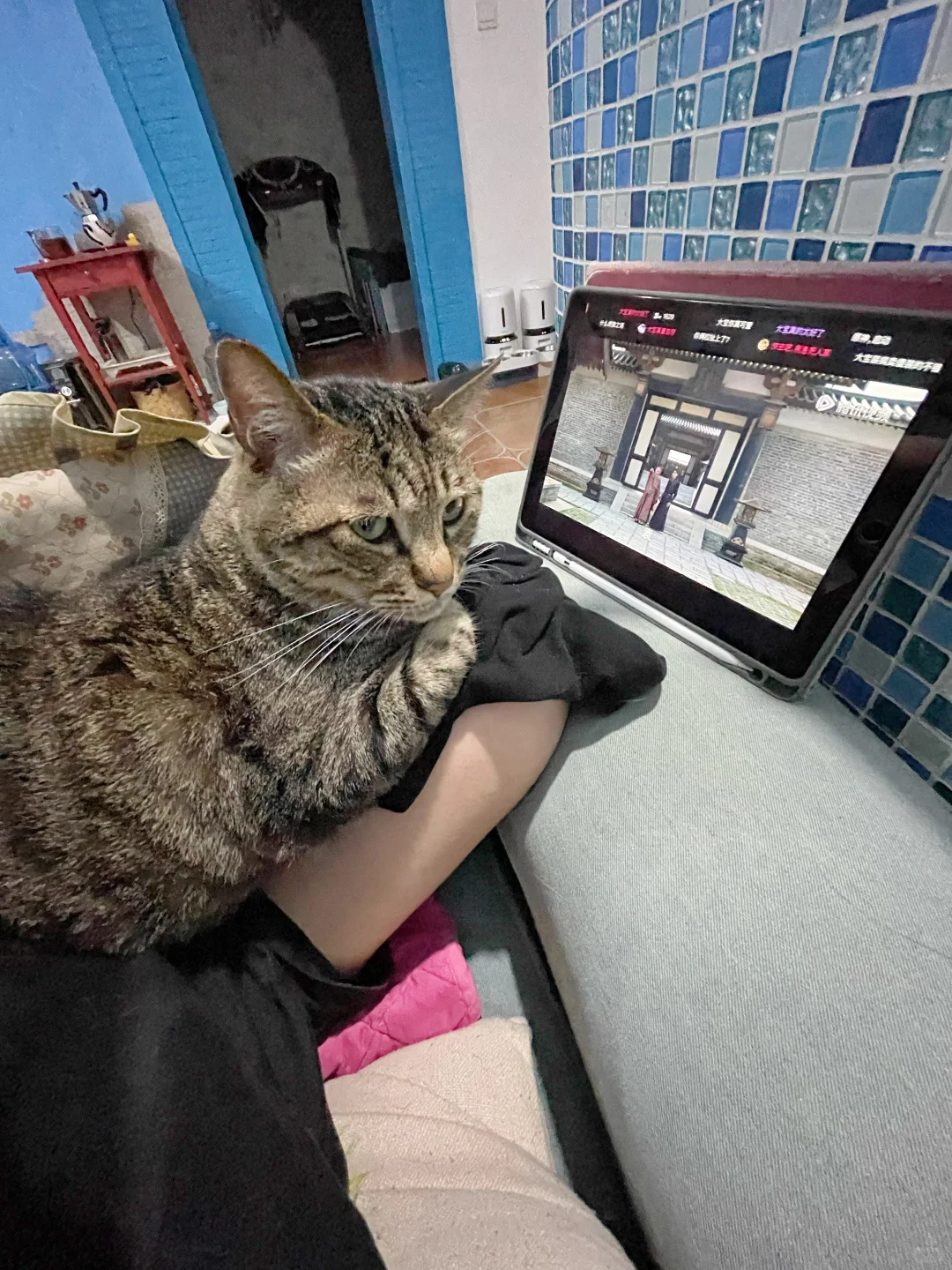 猫哄你睡觉