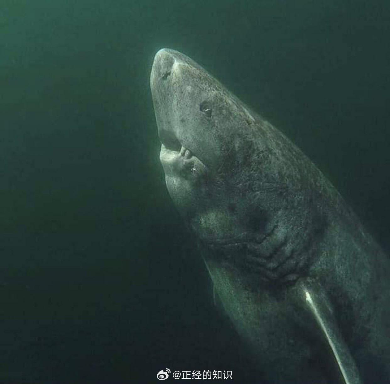 位于北冰洋的一条 392 岁的格陵兰鲨鱼。自 1627 年以来，他一直在海上漂泊
