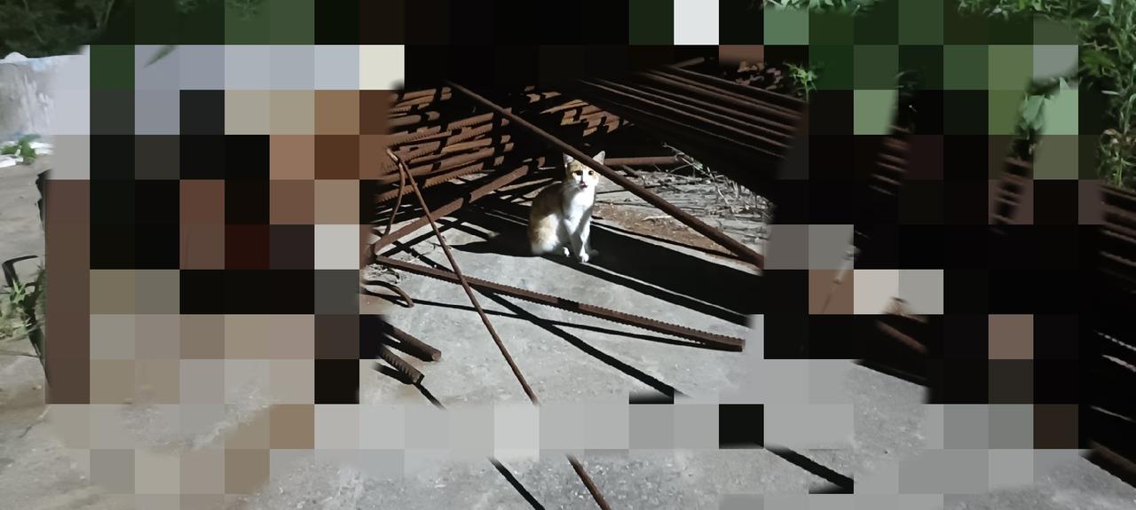 今晚去偏远山区投喂厂里的流浪猫，那只乖乖等我的小橘白猫没有出现，我在周边喊了半天