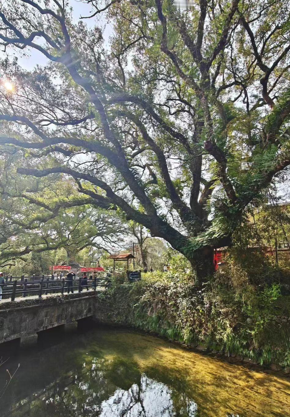 美丽的风景图欣赏古樟撑开了半座天，溪水在树影里慢慢淌。阳光穿过枝桠，把老桥和游人