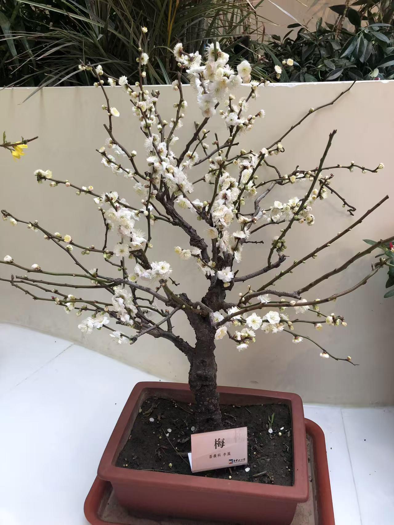 晒图笔记大赛中山公园花卉展