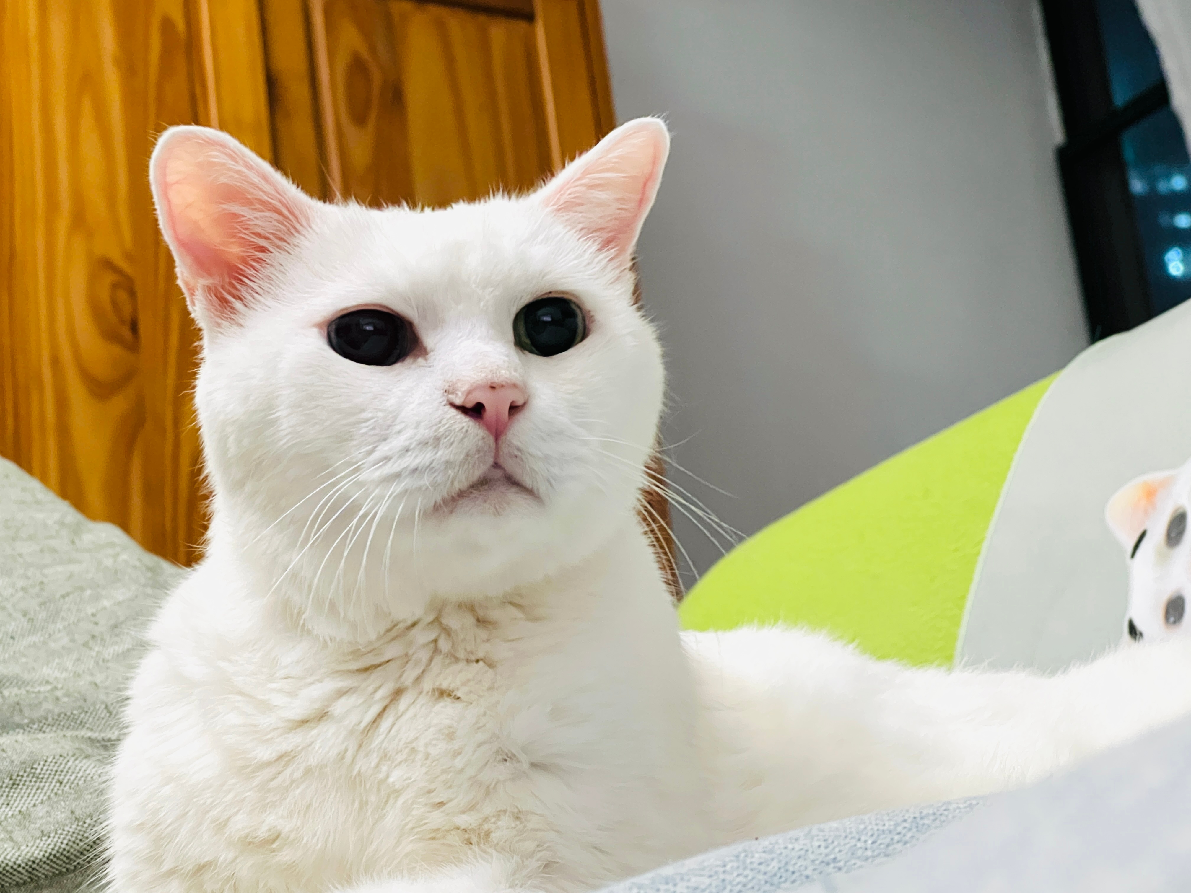 老吉精神好，一起看電視☺️ ​​​