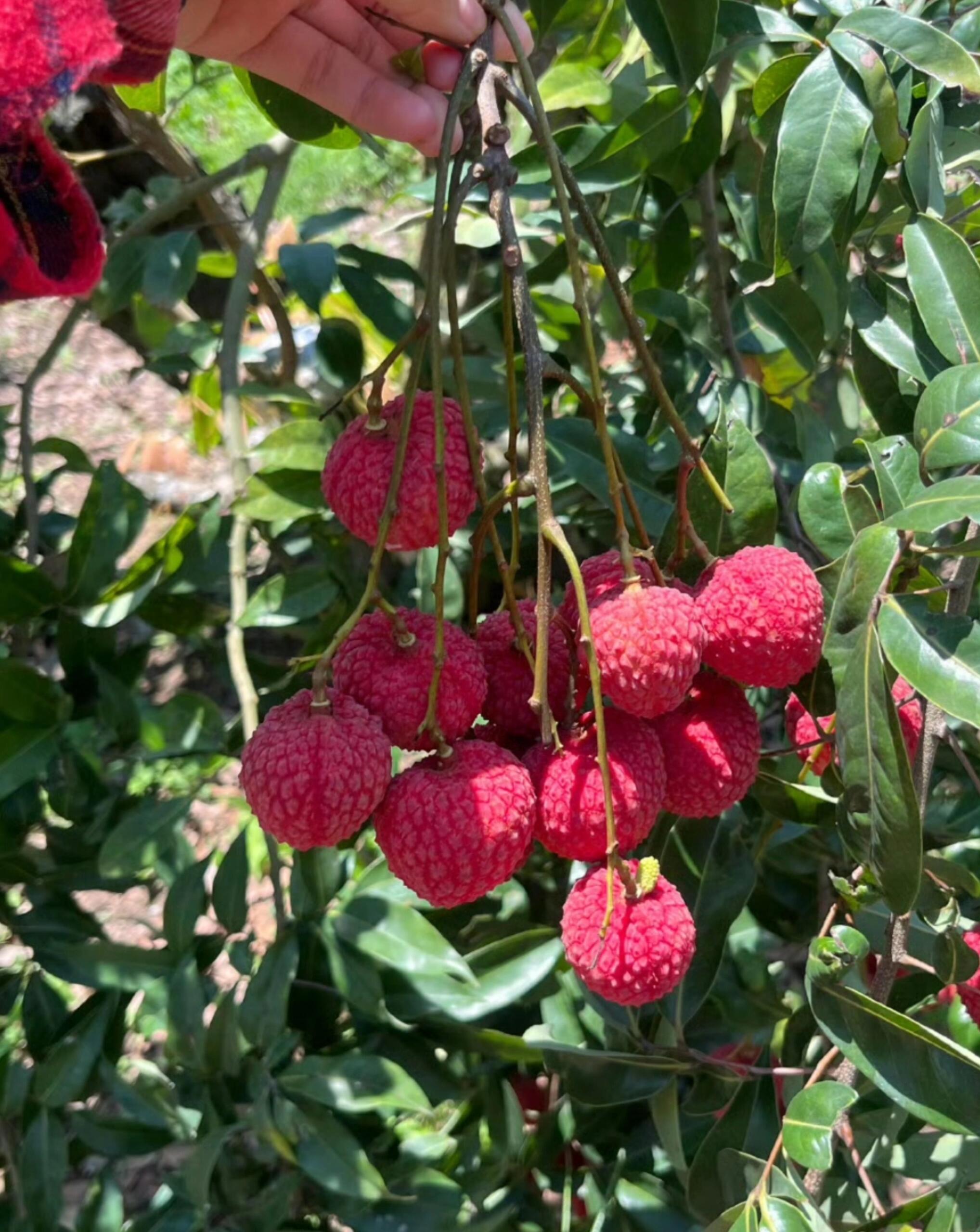 爱吃荔枝的人今年天塌了今年荔枝将减产，广东、广西等核心产区中晚熟荔枝品种成花率不