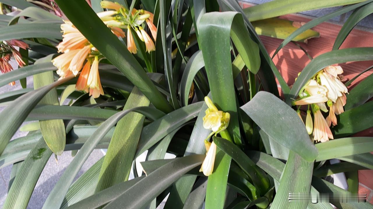 天南地北大拜年生机勃勃的绿植，点缀着色彩斑斓的花朵，自然之美尽收眼底。🌱🌸