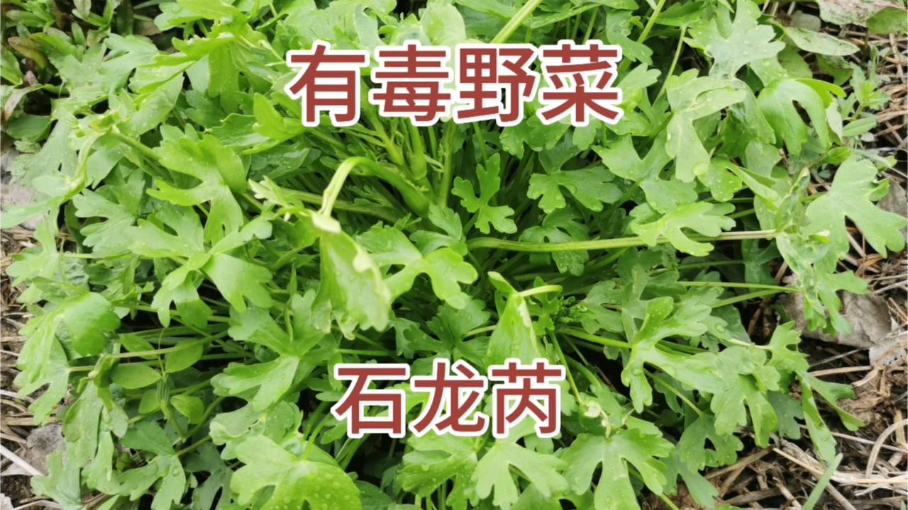 ⚠️剧毒野菜石龙芮，别误采误食！这种野菜长得像水芹香菜，挖野菜时特别容易被误采。