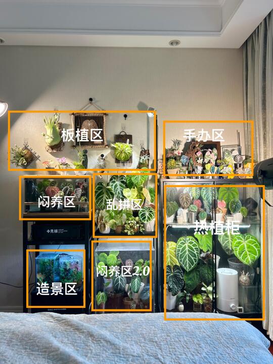 一个J人的绿植角是怎么布置的