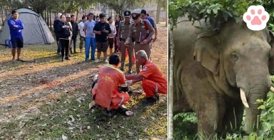一名69岁男游客在泰国考艾国家公园（Khao Yai National Park