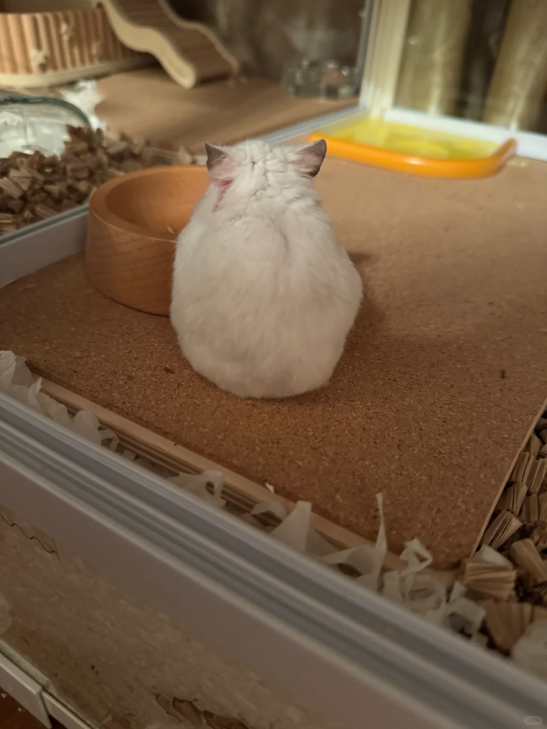 小白瘦了好多