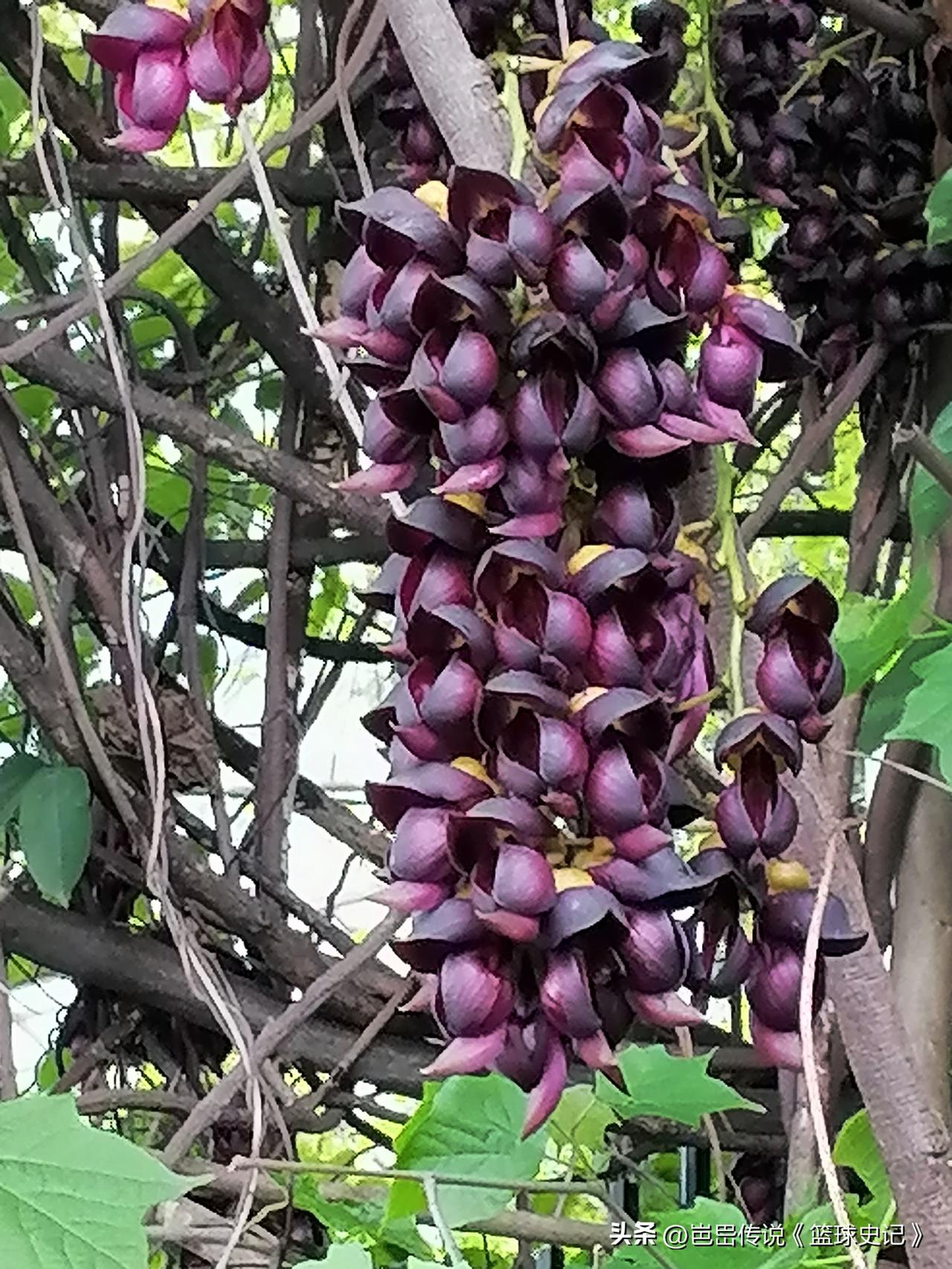 分享一张你相册的拍的花