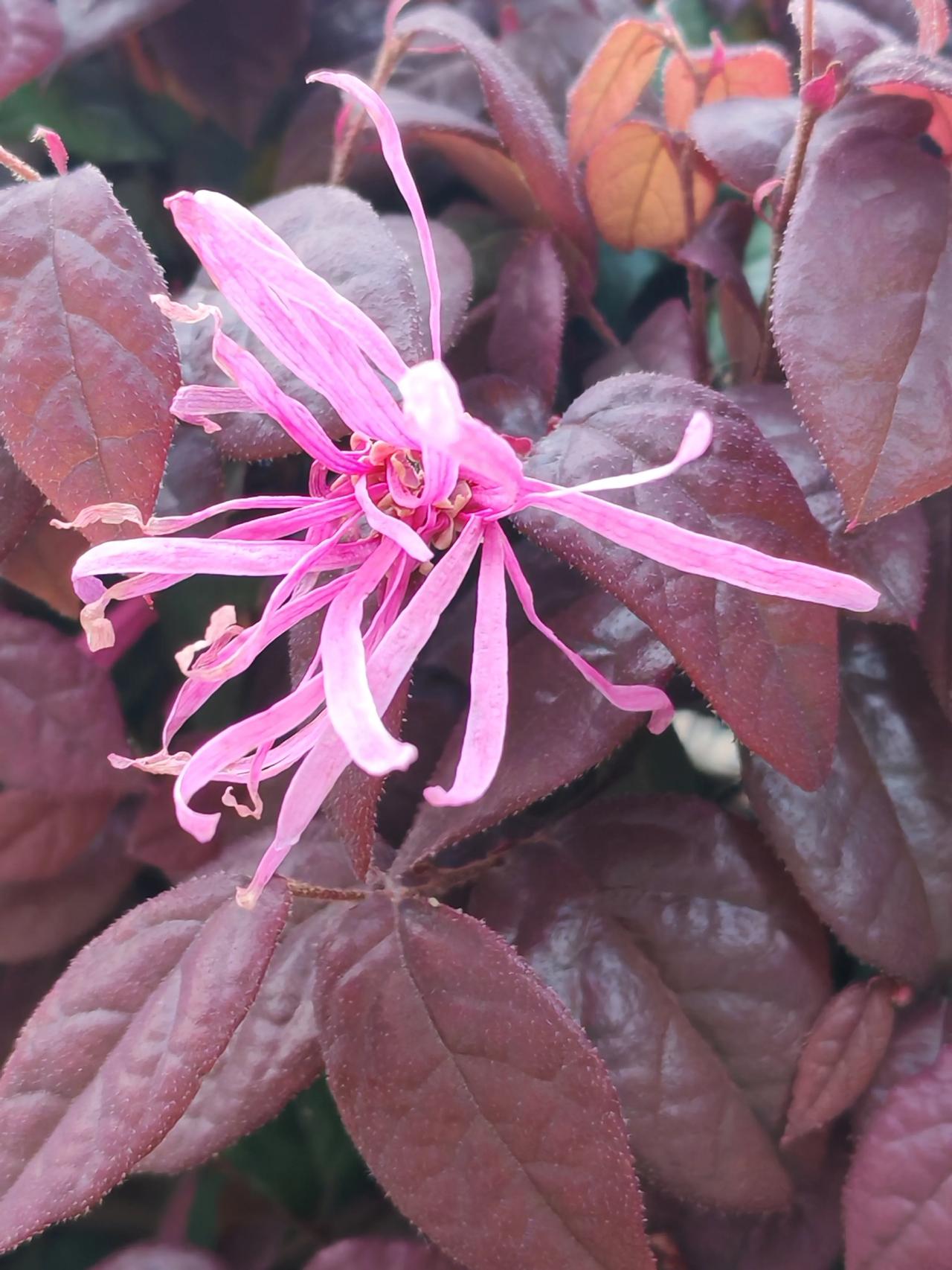 这朵红花檵木开得真治愈！

哪怕长在路边，也把每一缕花瓣都舒展得热烈又漂亮。
