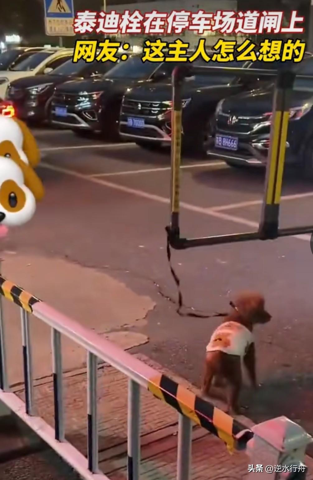 小泰迪被主人绑在车场出口的升降杆上随着车辆的出入不停升起又落下。看样子它已经被绑