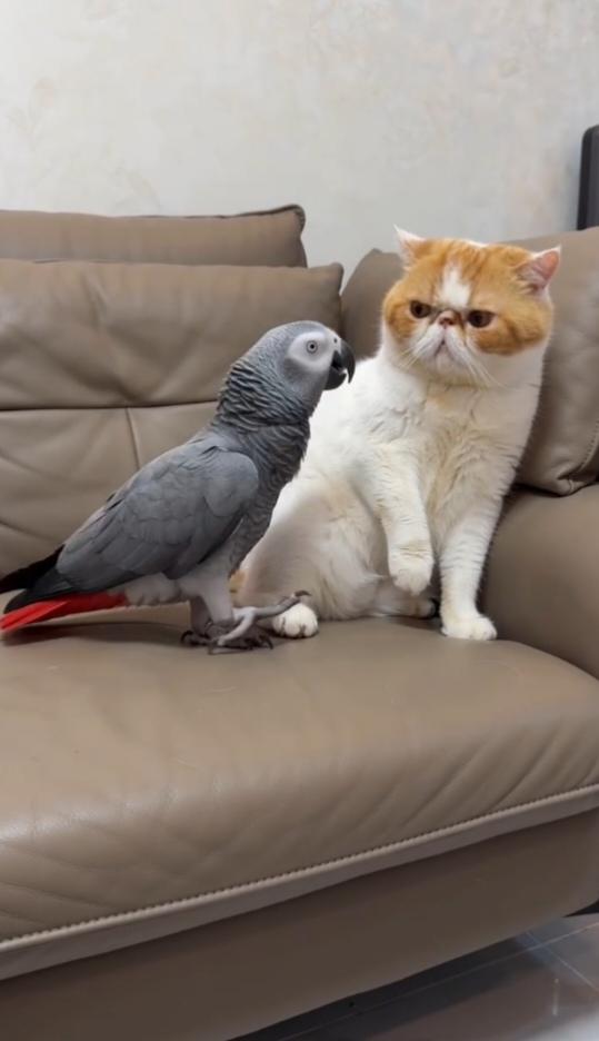 鹦鹉凑近试探，猫咪警觉戒备，小动物之间的互动鲜活又充满趣味。