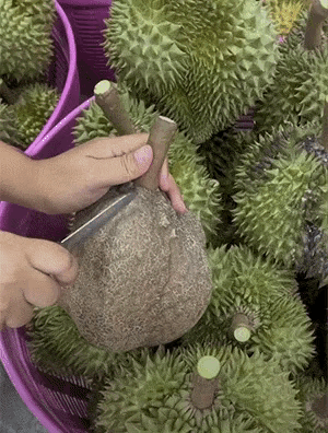 图一：榴莲还有这样式的啊？真是闻所未闻。
图二：他们说，只有打雷了它才会松开的。