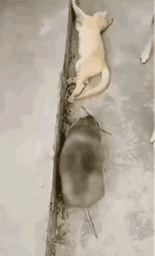 不会吧，这只老鼠竟然比猫咪大！近日广东一个网友吐槽，在一个山区农村的旧房子旁边，