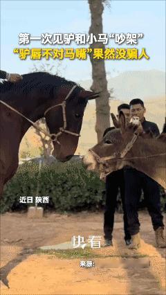 第一次见驴和小马“吵架”，“驴唇不对马嘴”果然没骗人😂