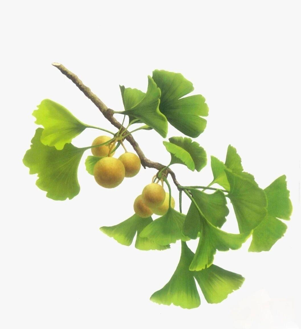 家乡的银杏树

在我的家乡，有几棵古老的银杏树，像忠诚的卫士，守望着这片土地。