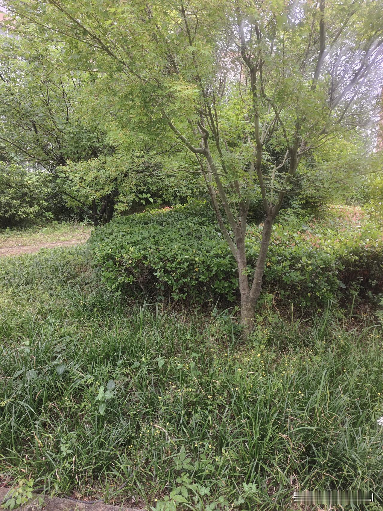 分享一下随手拍的花草细雨润无声
