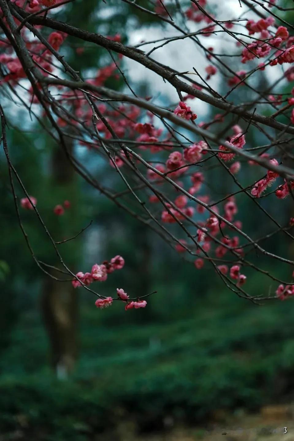 茶园里，茶树整齐排列，嫩绿的芽尖在阳光下闪烁着微光，仿佛在迎接春天的到来。梅树的