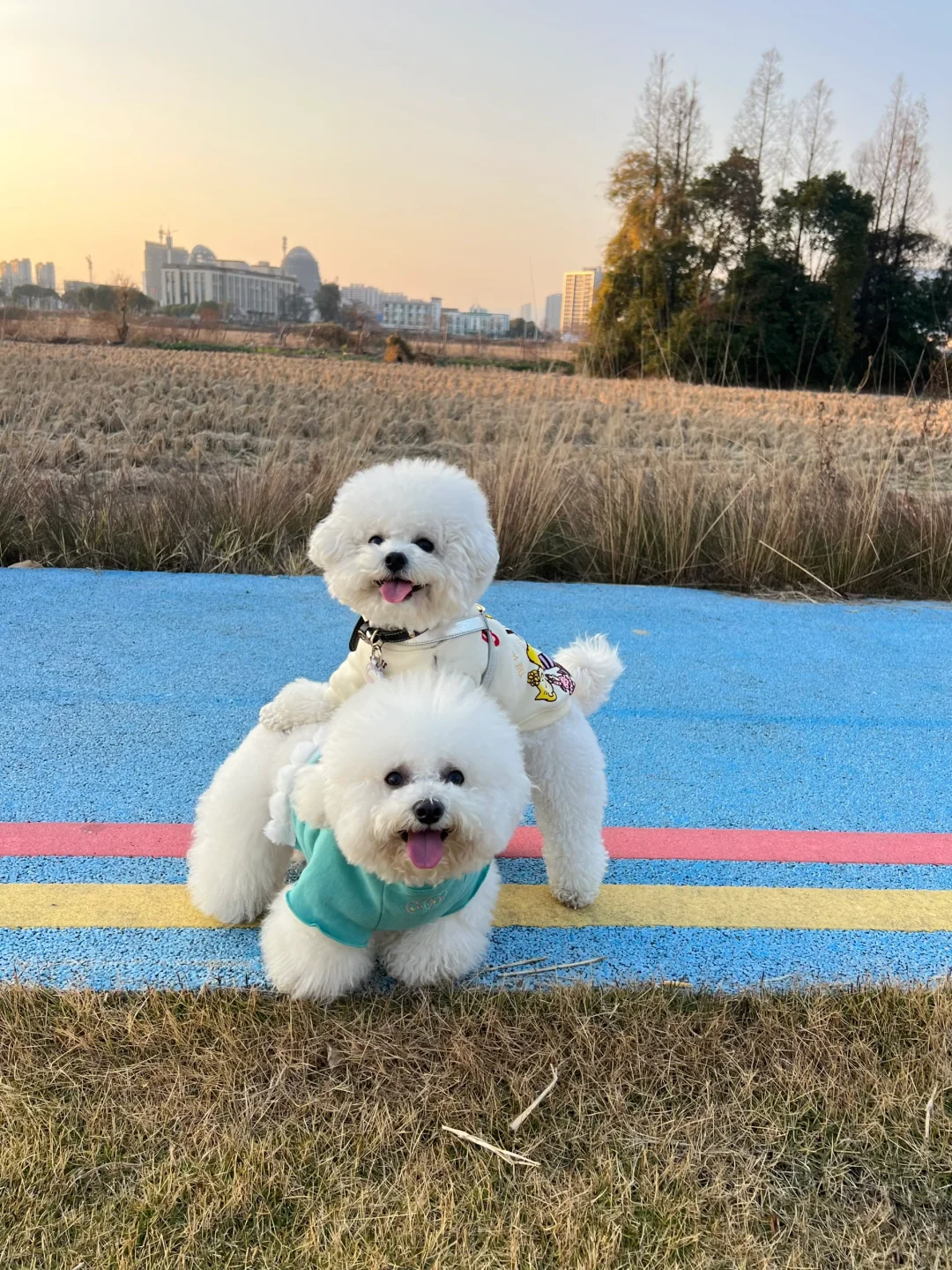 恋爱还是看别狗谈有意思