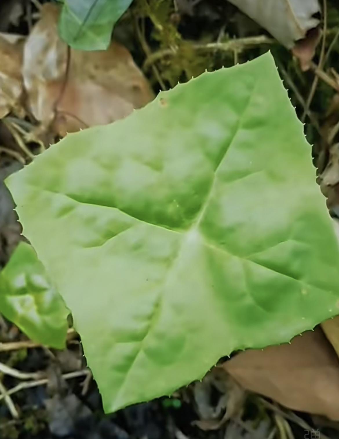 我的今日状态：😁轻松愉快
我这里的天气：🌤️多云
天涯何处无方草，
原来方草