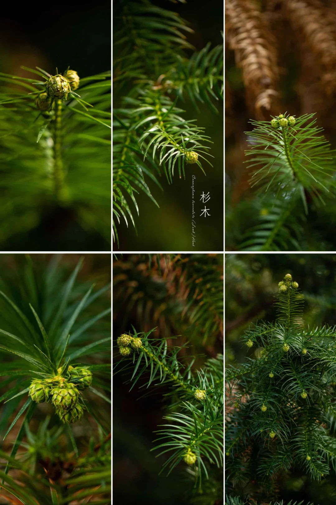 冬芽像“球”的“杉木”|植物摄影美学