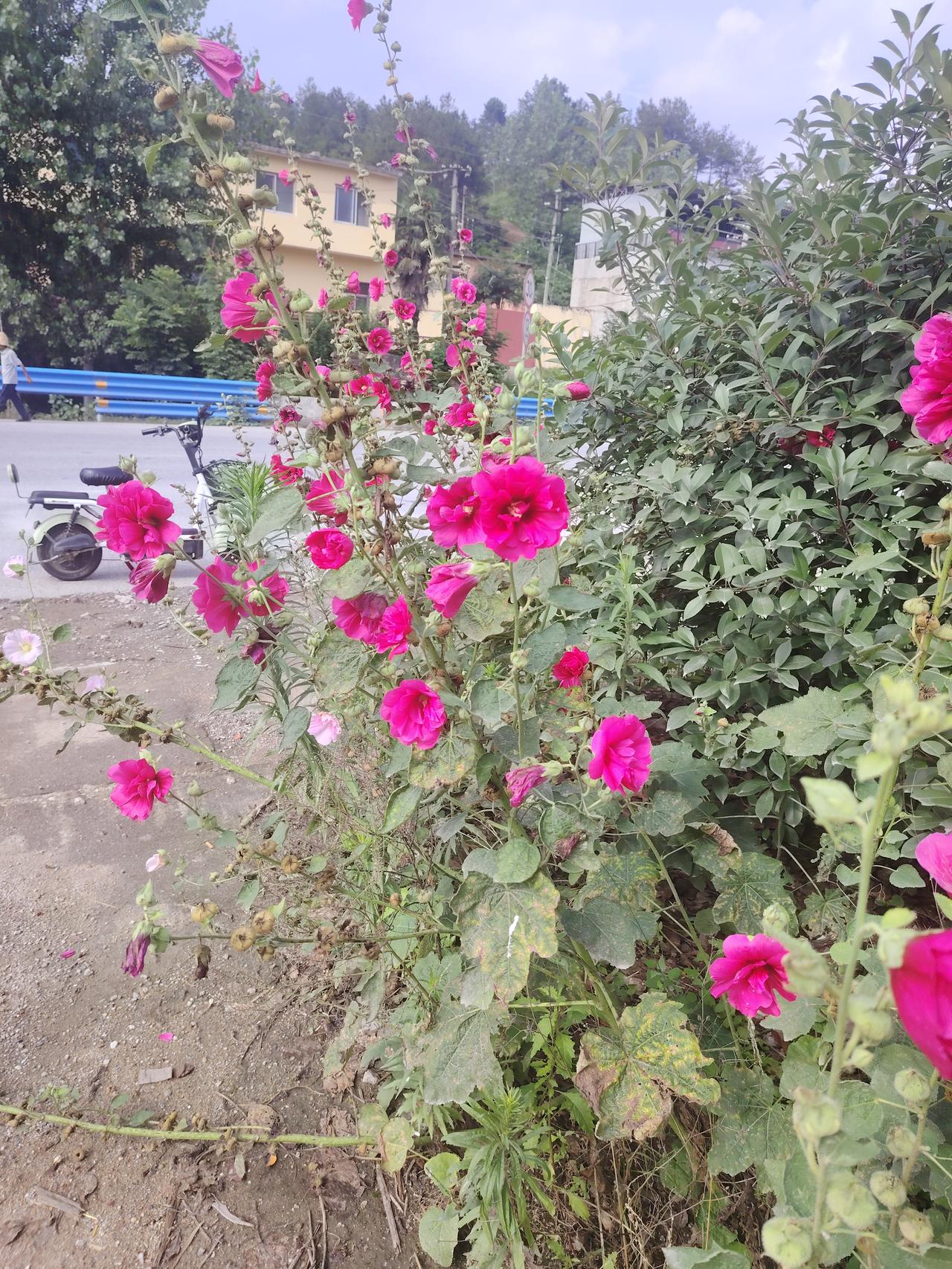 相册里有不少花花草草，其中这节节高花超特别。其实节节高花通常指的是百日菊。它原产