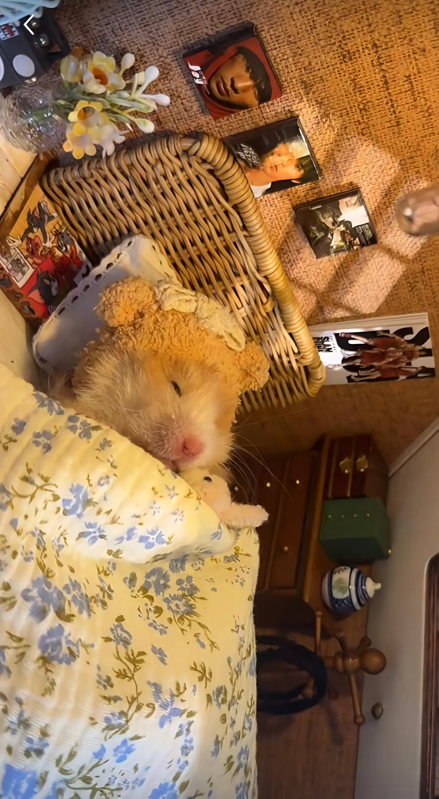 周杰伦[超话]  杰伦：網路上看到這個 也太療癒了吧😜 ​​​