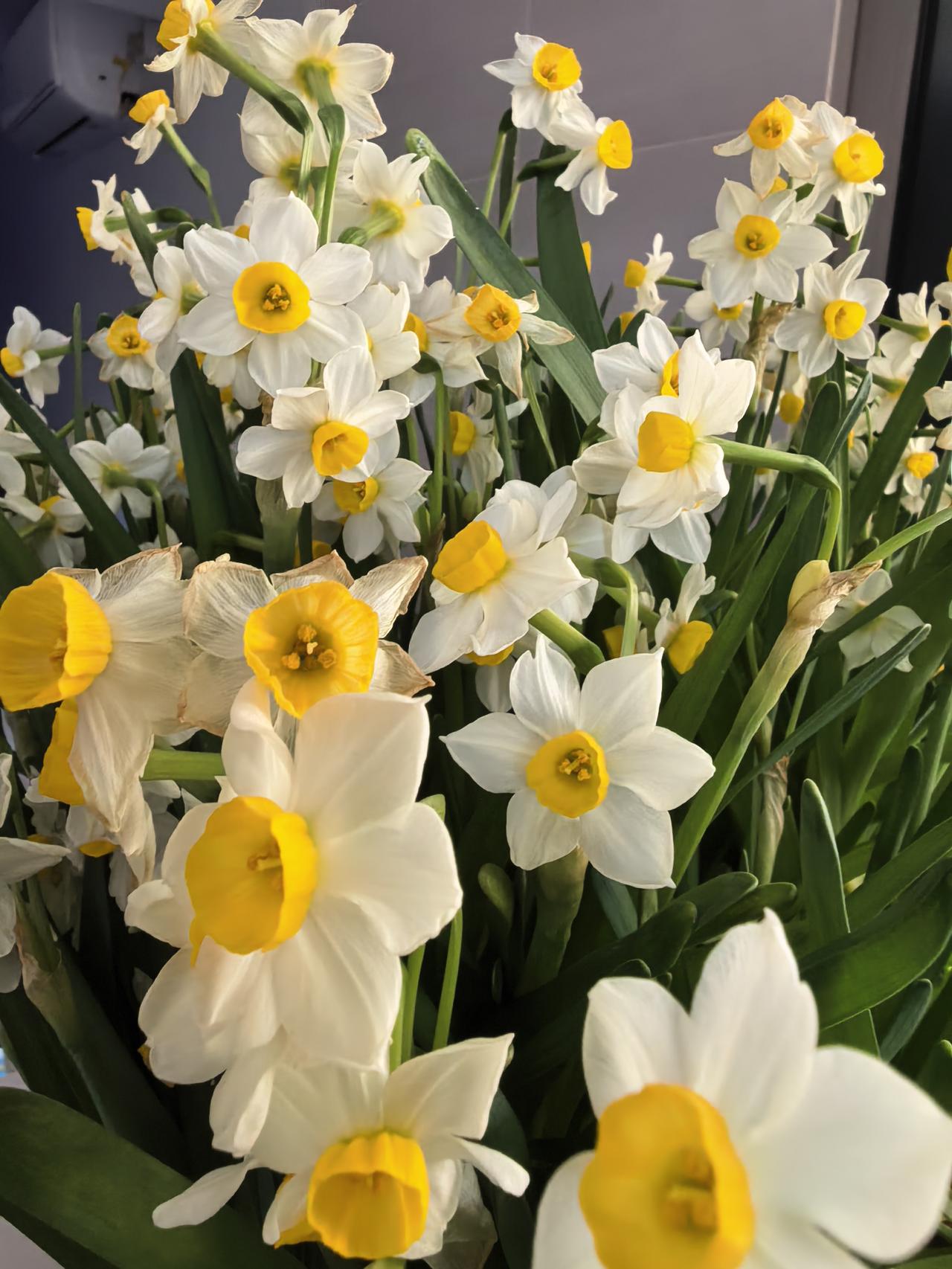 凌波仙子

你从洛水的烟波里走来，
裙裾沾着千年的月光。
不是凡间的花朵，
是谪