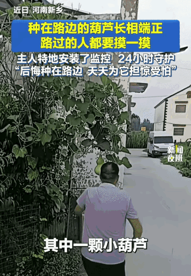 “最紧张的不是种葫芦的人，而是看监控的人！”河南新乡，一名男子把葫芦种在路边，本