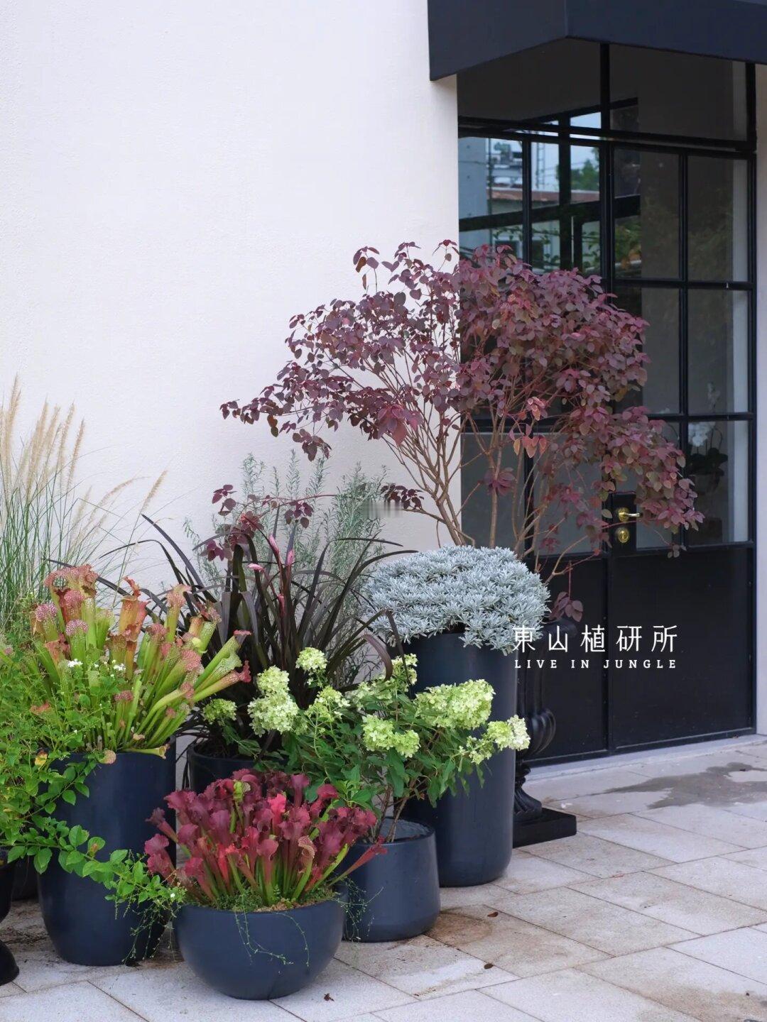 植物造景｜瓶子草大盆栽 户外植物新搭配