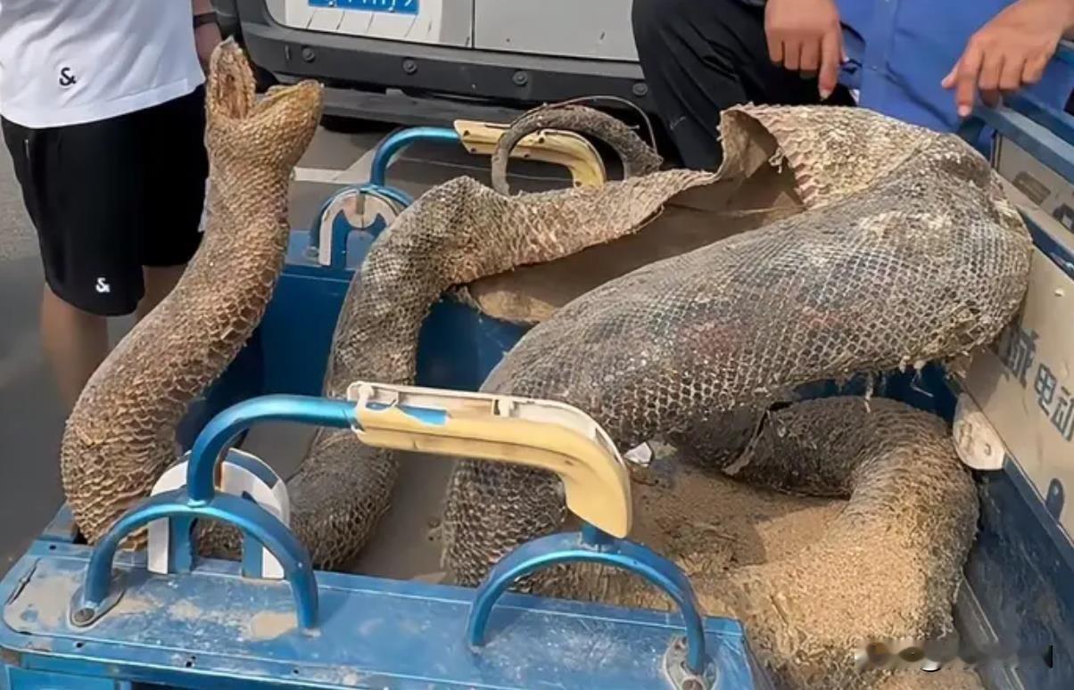 安徽药博会惊现巨型蟒蛇皮，大爷三轮车载来，真相扑朔迷离！
近日，安徽亳州药博会上