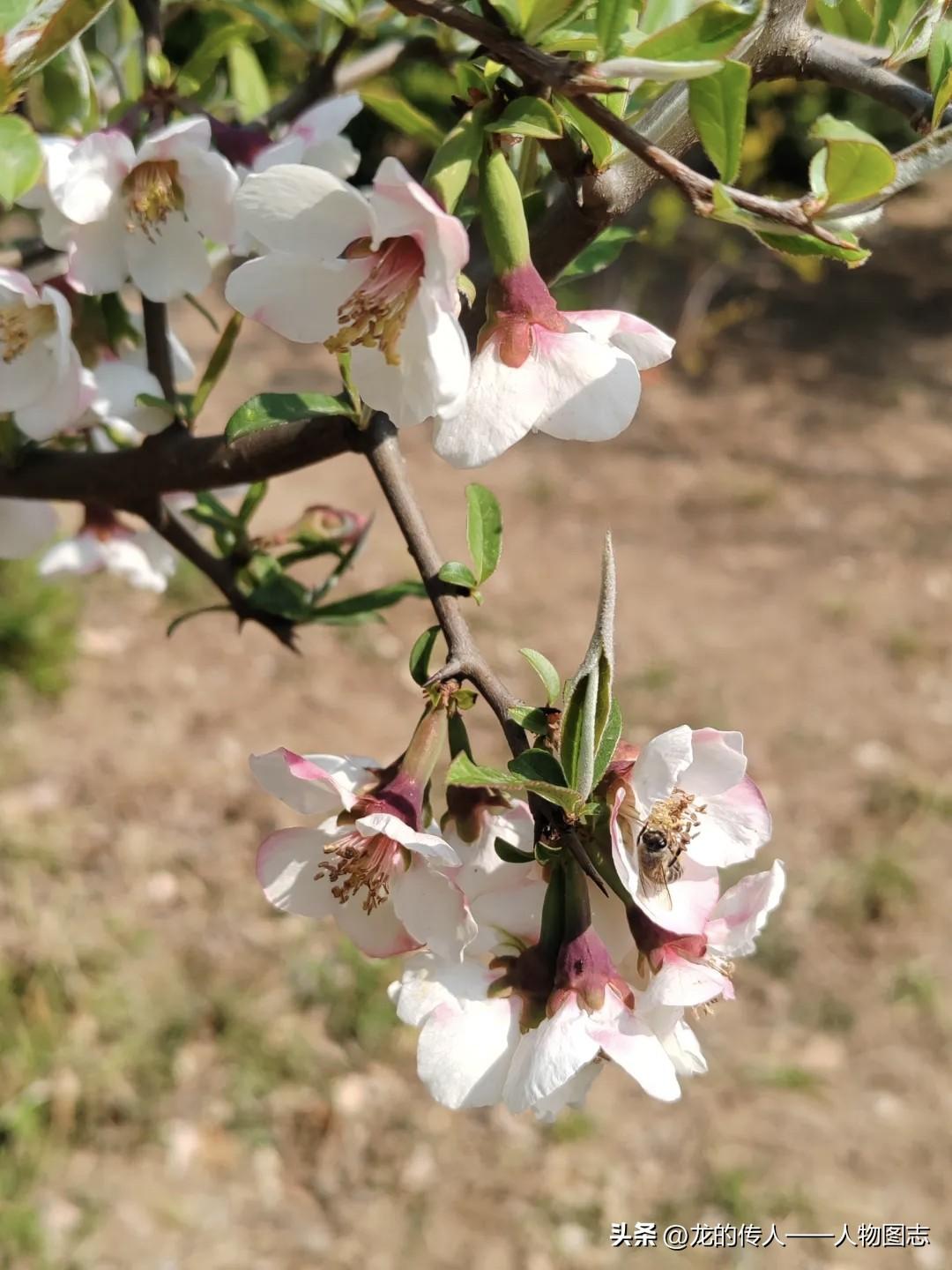 春日生活打卡季