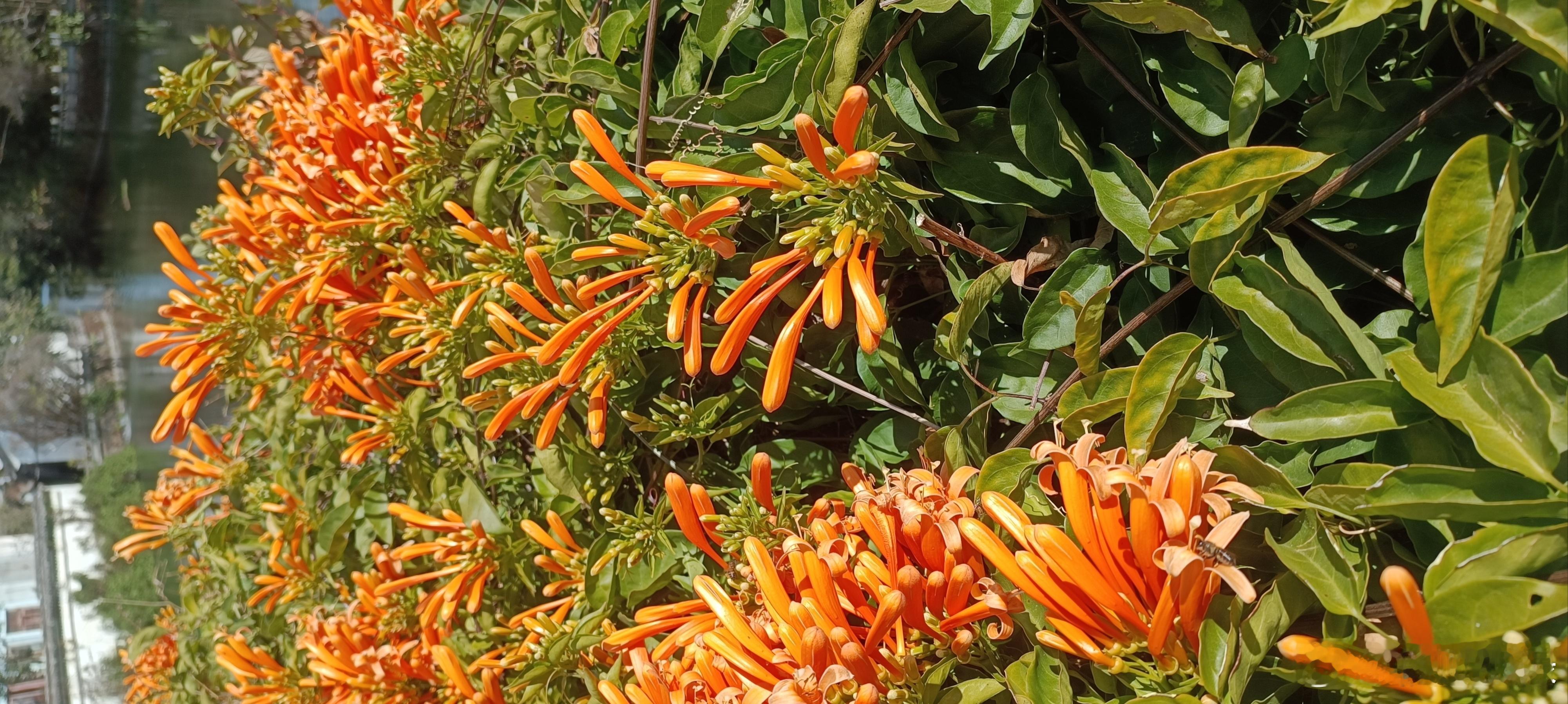 我也拍到了盛放的鞭炮花，好花共赏。 