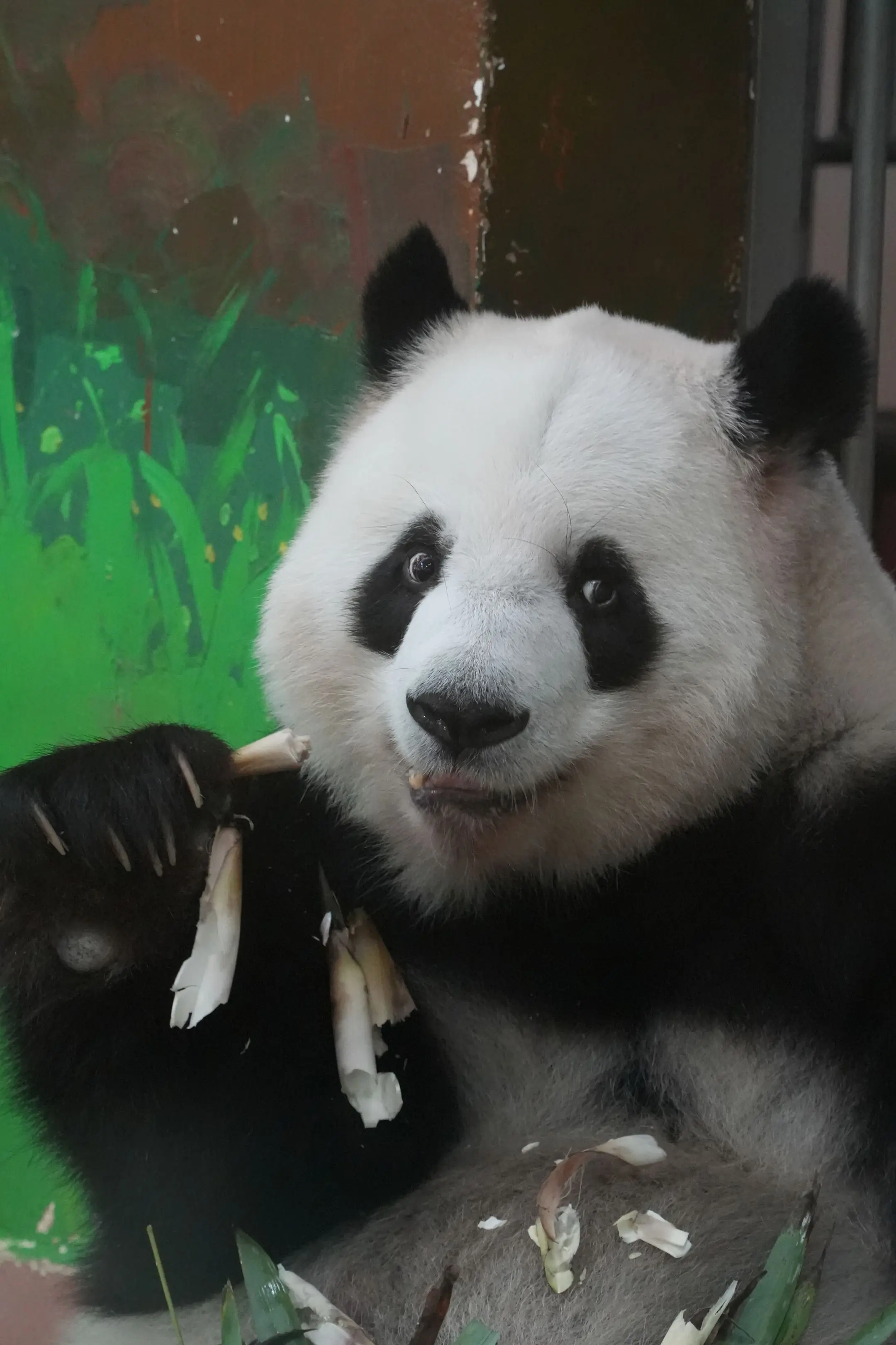 在我镜头下的雅一，也是古灵精怪的小女孩。（怎么可能会只黑星一呢，要黑就...