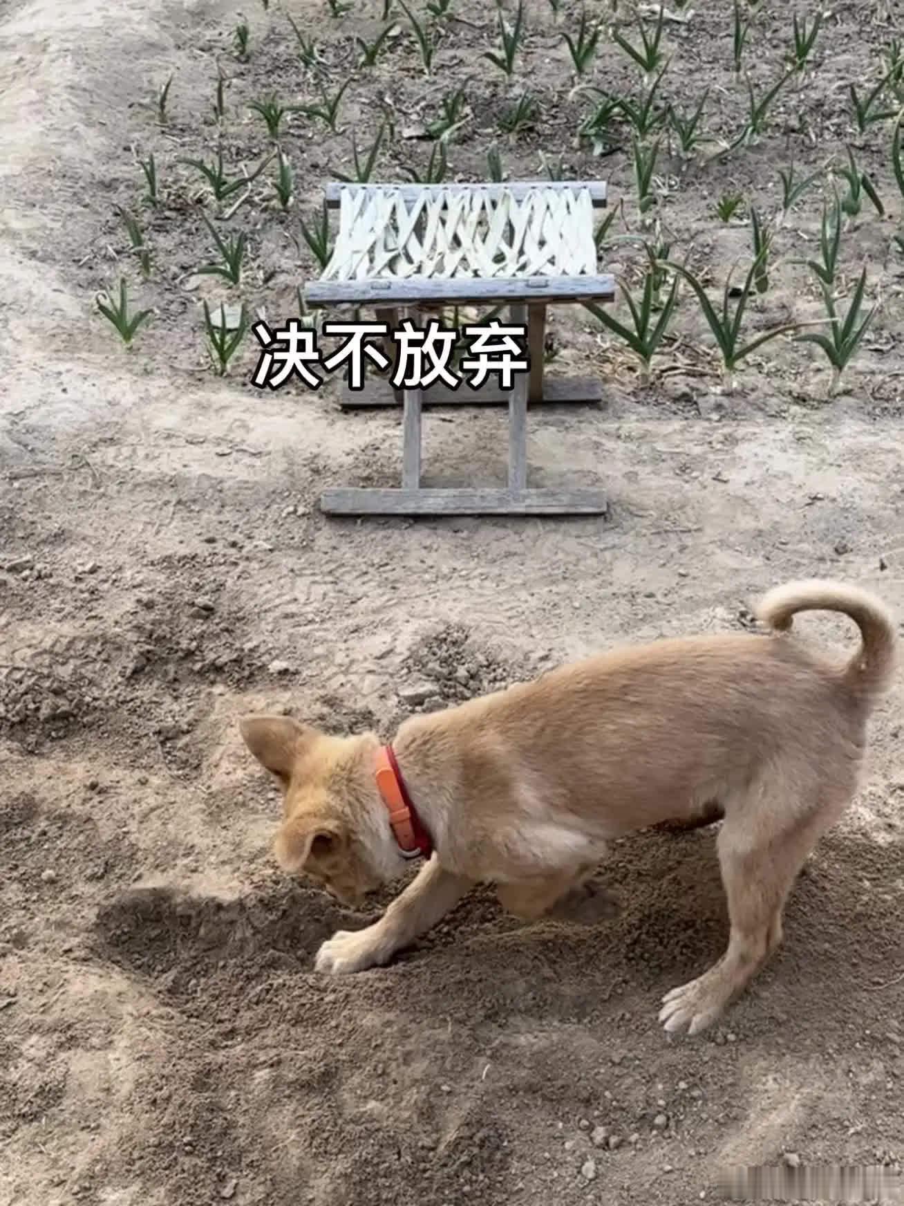 这么有毅力做什么都会成功的萌宠宠物