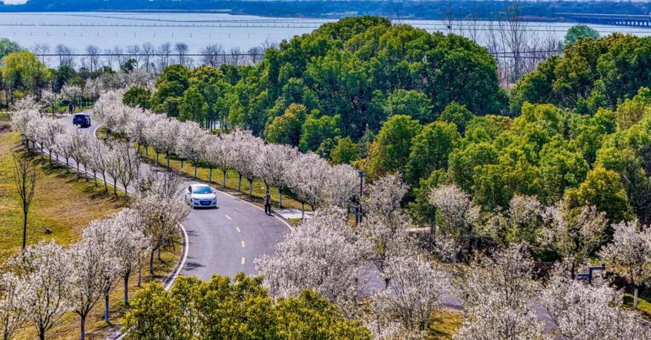 荆州赏樱新地标！长湖樱花谷本周末开幕，楚韵武侠双出圈
春天想找氛围感拉满的赏樱地