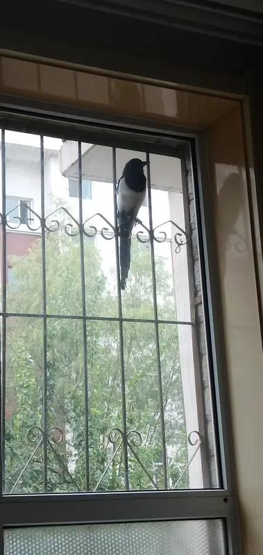 4月28日，山东有位男子拆除了厨房窗台上的喜鹊巢穴，这下可捅了“马蜂窝”。喜鹊像