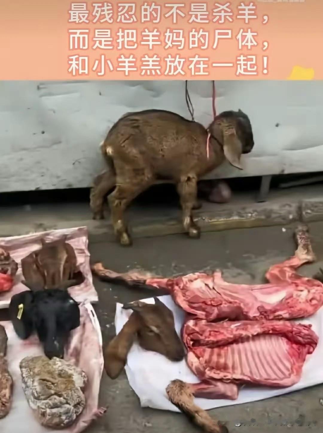 还有比人类，更加残忍的动物吗？这个卖羊肉的老板真的有点不地道，你卖羊肉没说的，但