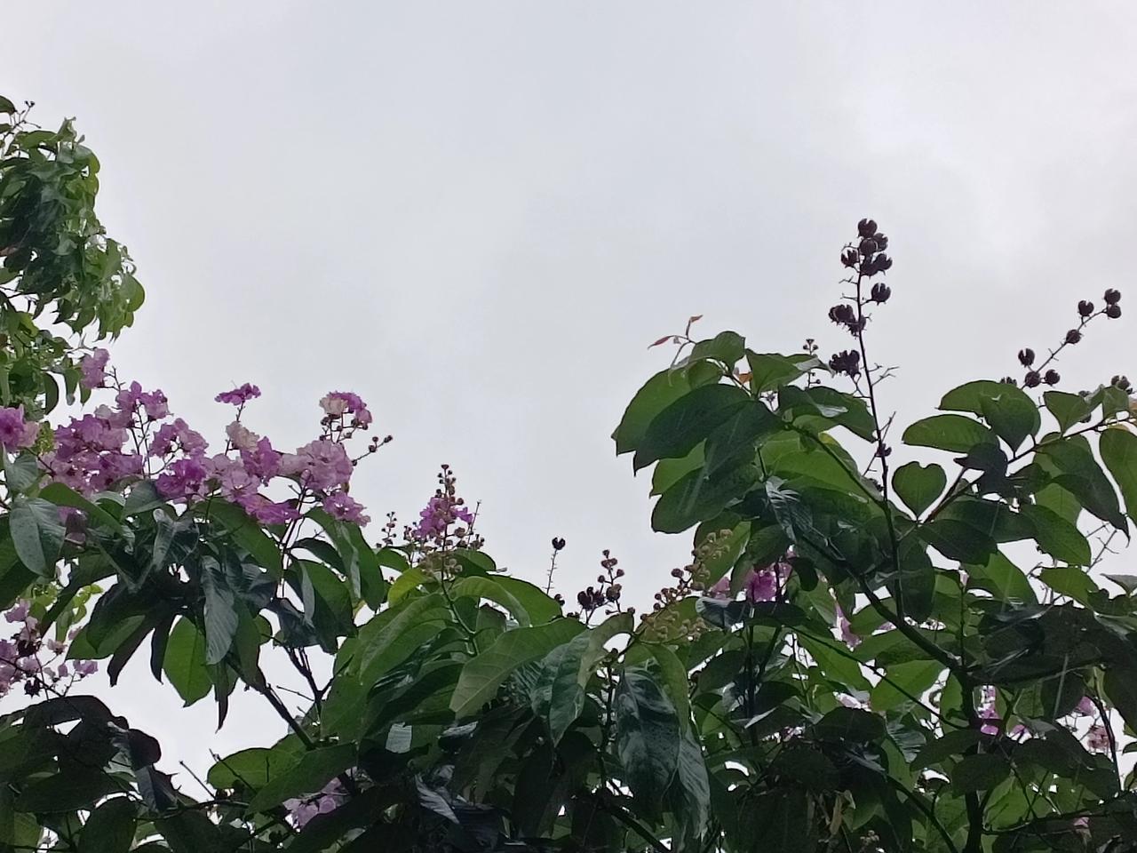 晒出今日随手拍
今天上午下雨了
随手拍的紫薇花🌸朵
雨中娇艳欲滴
美丽绽放
[