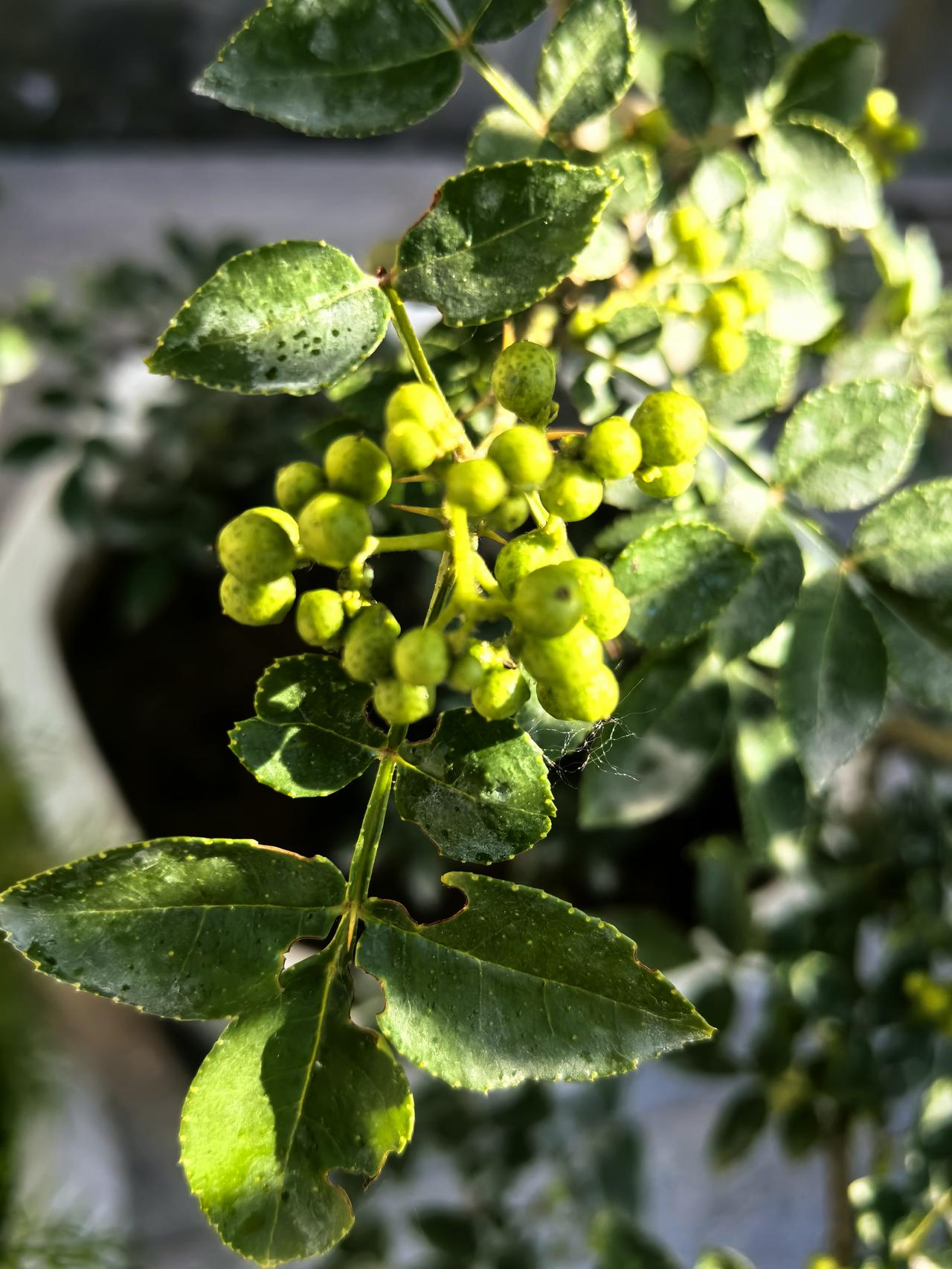 是天气变暖了还是俺家花椒早熟了？