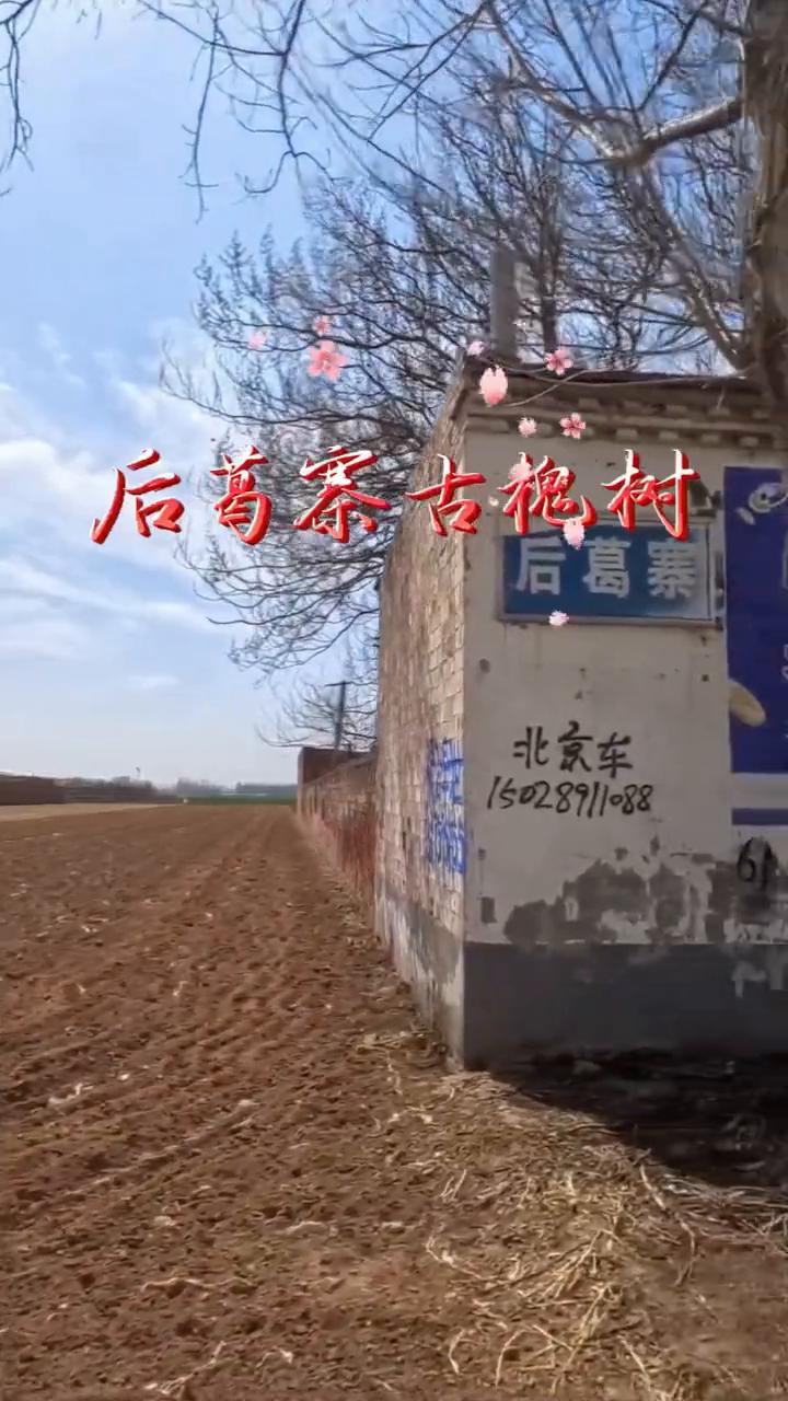 后药寨古槐树。