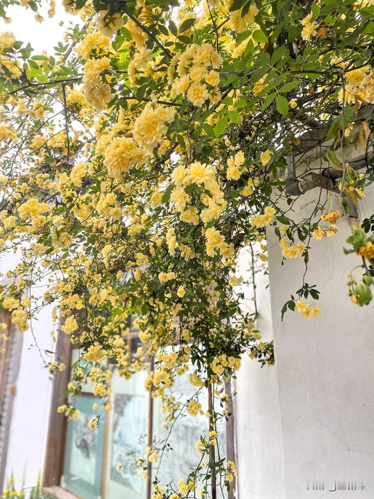 木香花开姑苏城
小娘鱼俩忘撑伞
晒出你的本地生活雨丝如帘，悄无声息地洒落在姑苏城