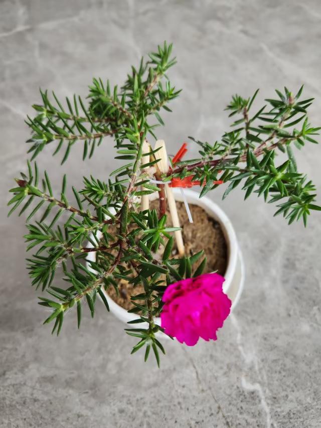 我的树形马齿苋冬季开花你相信吗？
马齿苋夲来在夏季开花，可是我在夏季正培养它成为