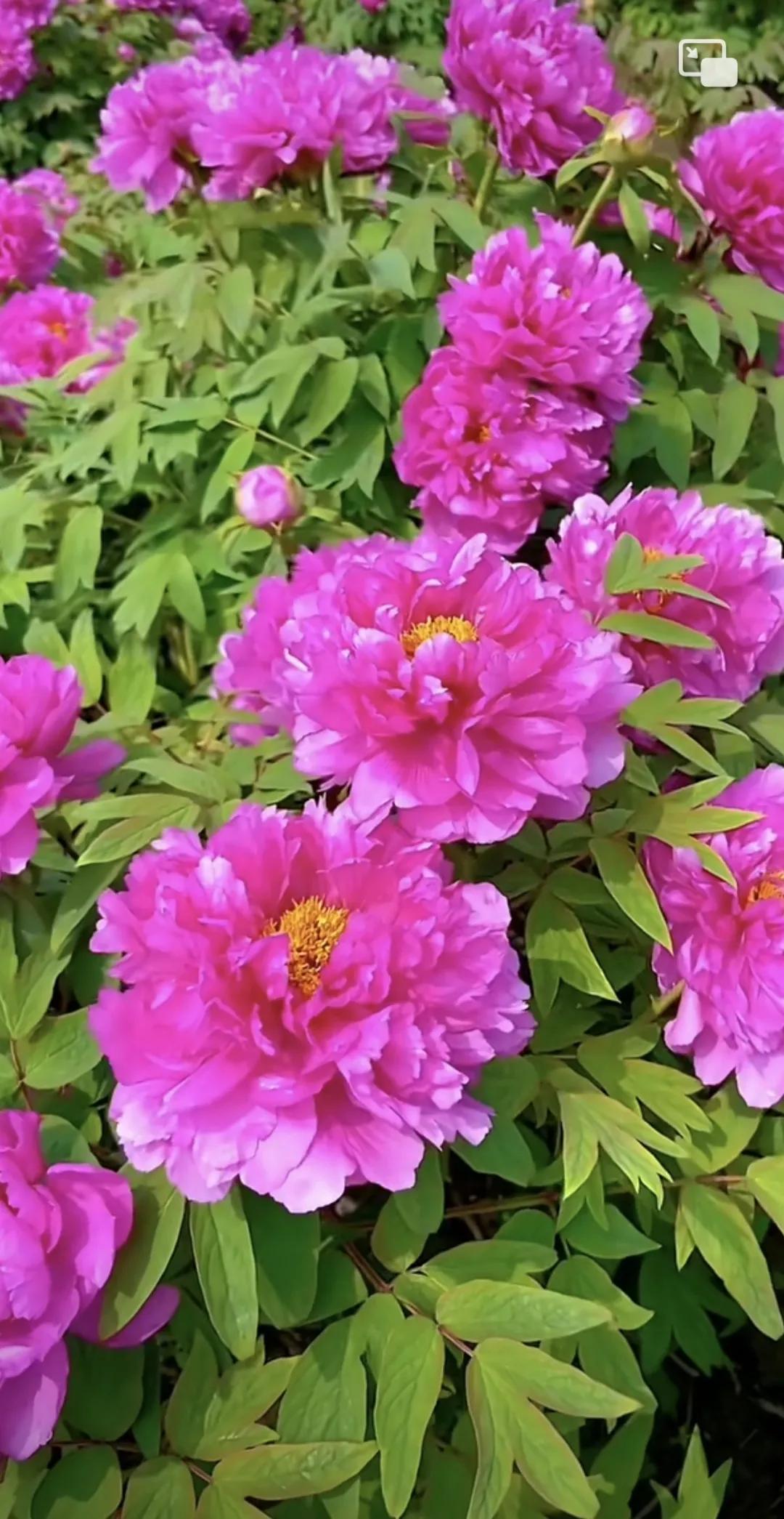 以平常心看世界，花开花落都是风景。#风景# #花美景分享# #醉美花朵随手拍# 