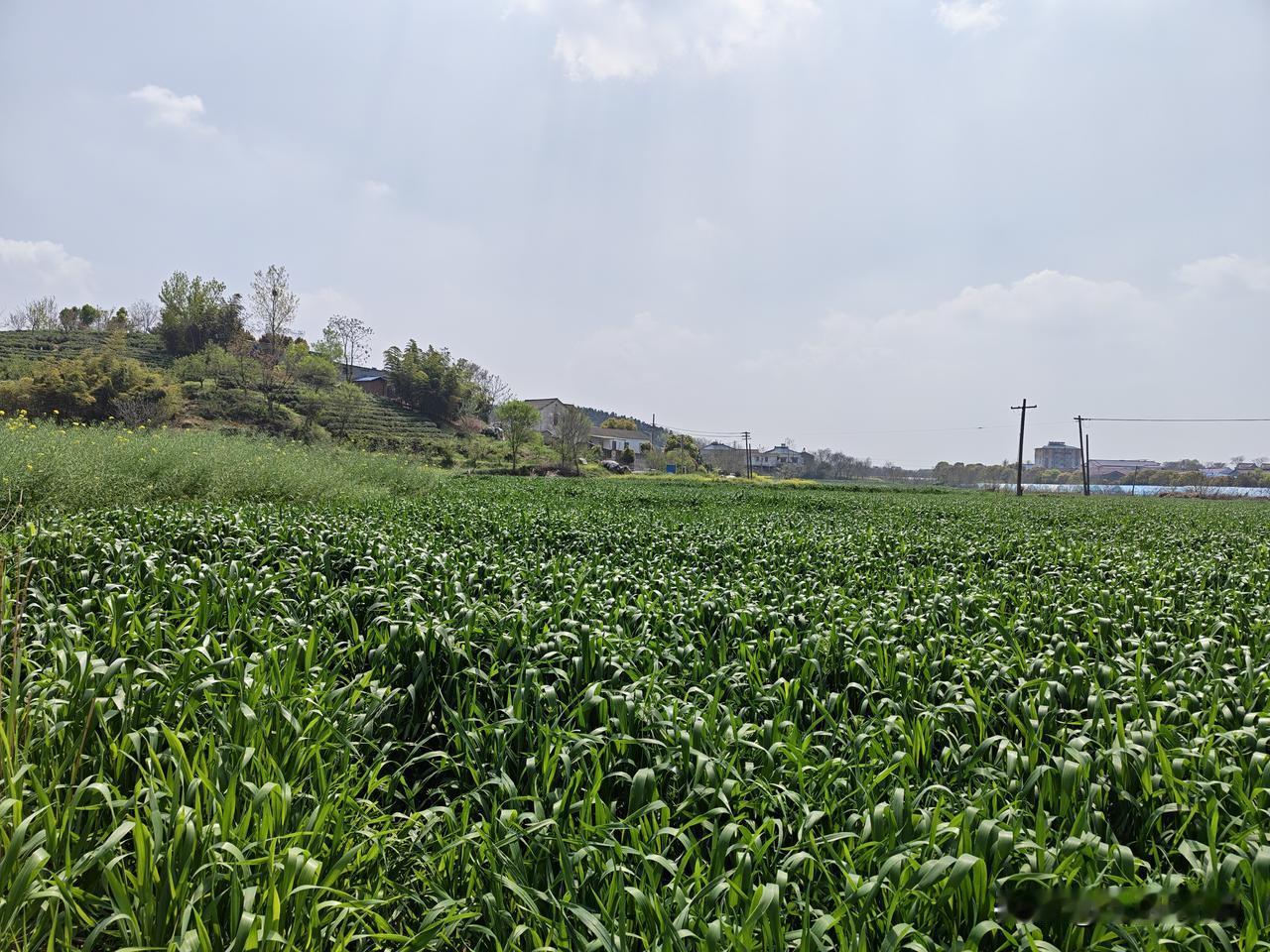 本周末恰逢清明。一周前，老同志便与他的兄弟姐妹相约，一同前往江宁老家的山上，为他