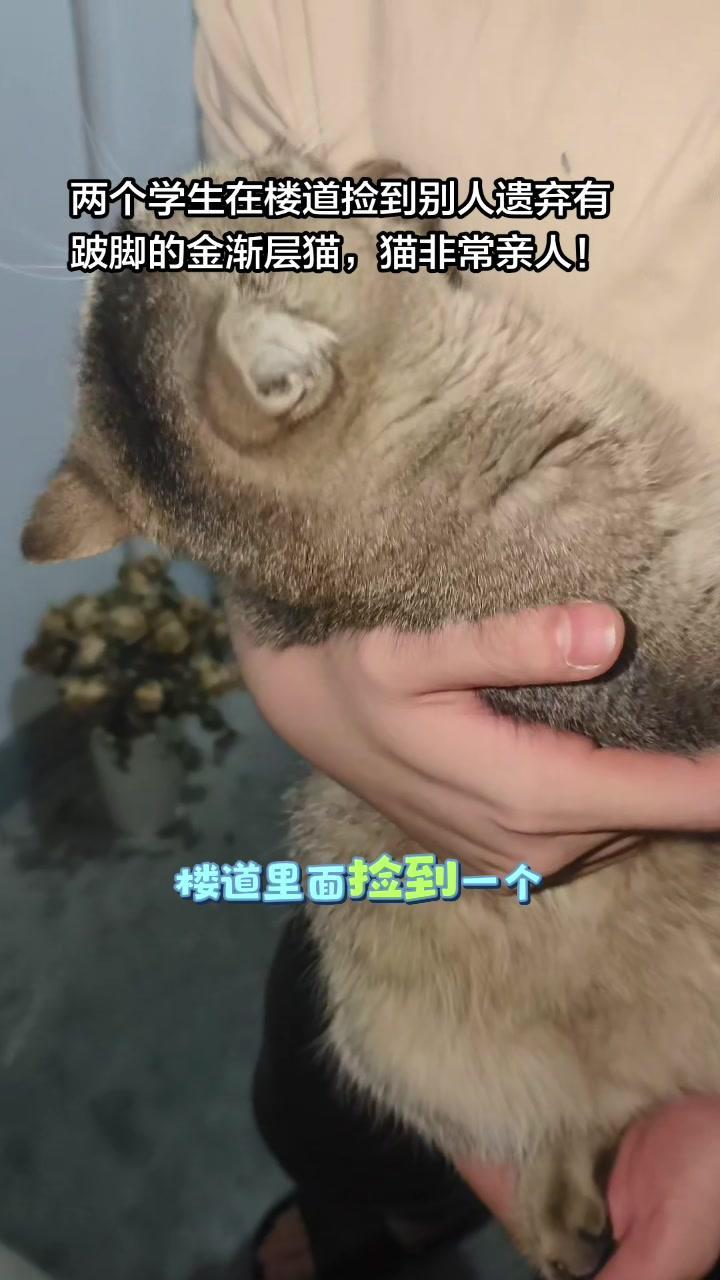 🥺在楼道碰到这只跛脚小金渐层，挨家扒门想进屋找个家，看得人心里发酸。
1️⃣小