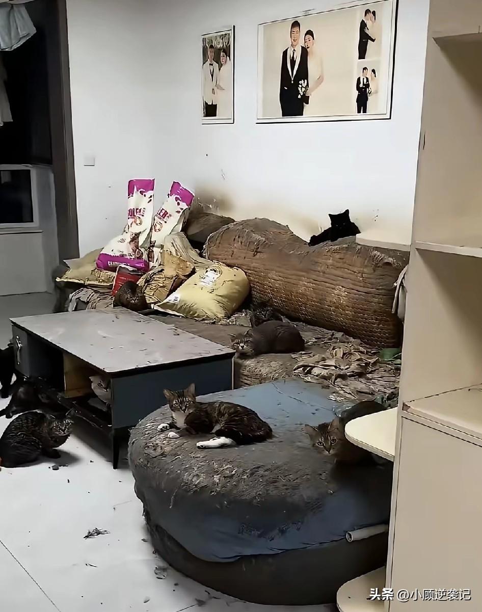 女子怀孕8个月收养60只流浪猫，家里变成垃圾场，家具被刮得不成样子，女子让孕妇能